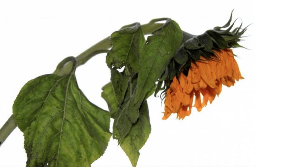 6 Signs You Are Overwatering Your Plants 2 New Facebook Size 20 large