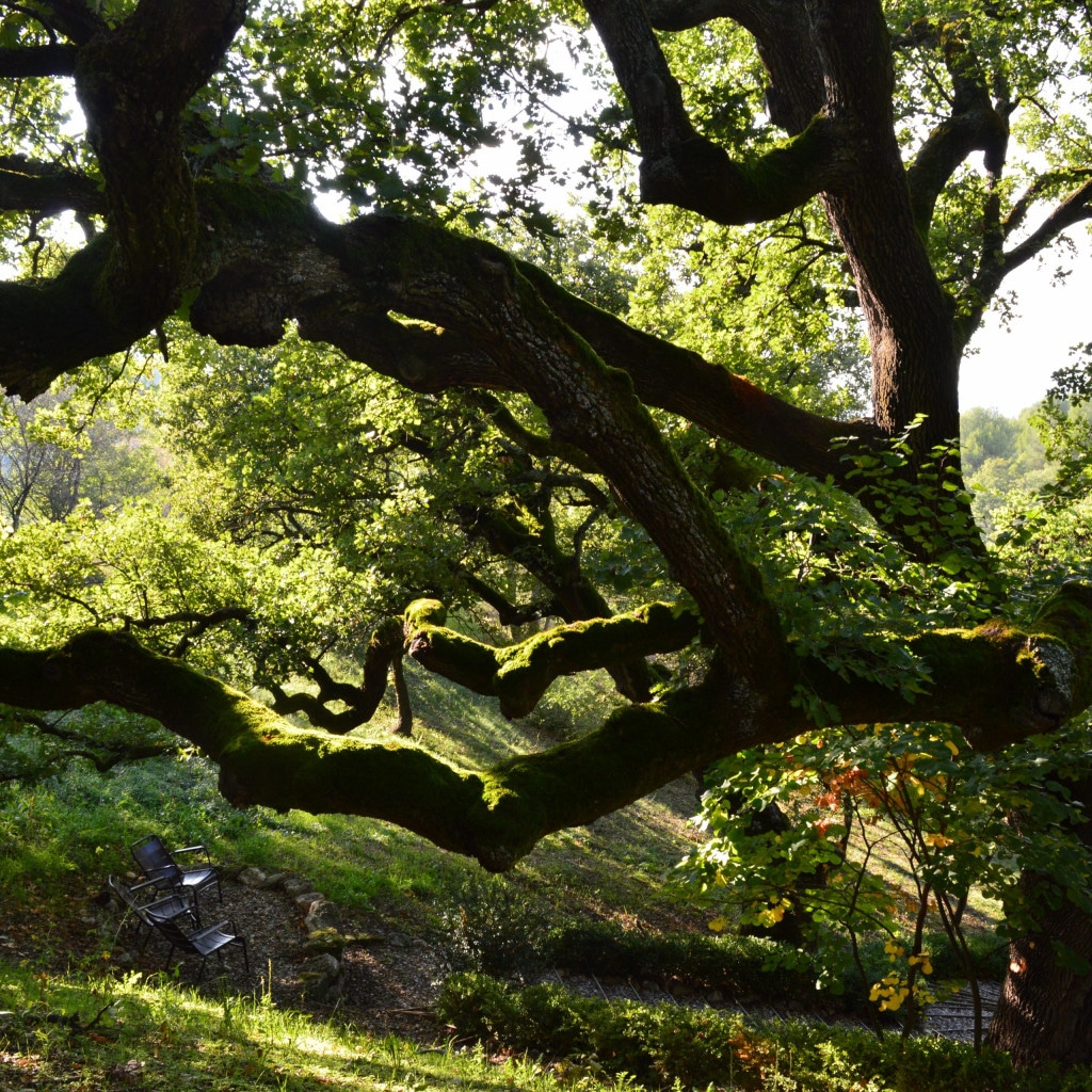10 No-Nonsense Tree Care Questions to Ask Before Hiring A Tree Care Expert 1 DSC 0401 1 scaled large