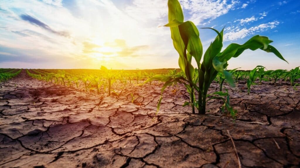 5 Causes Of Drought