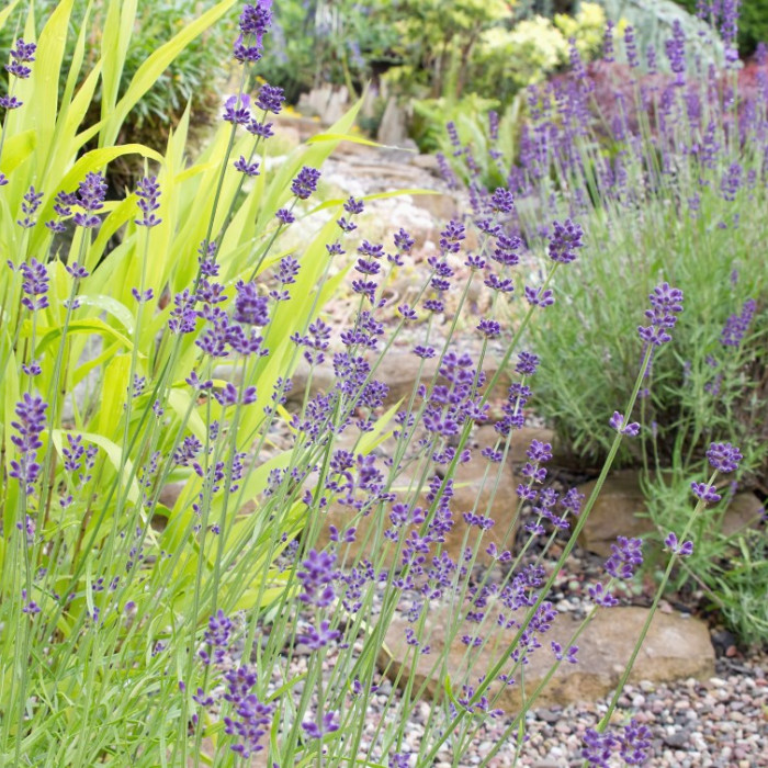 4 Drought Tolerant Plants That Repel Mosquitoes JAIN by Rivulis
