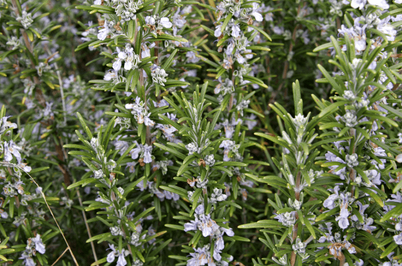 4 Drought Tolerant Plants That Repel Mosquitoes JAIN by Rivulis