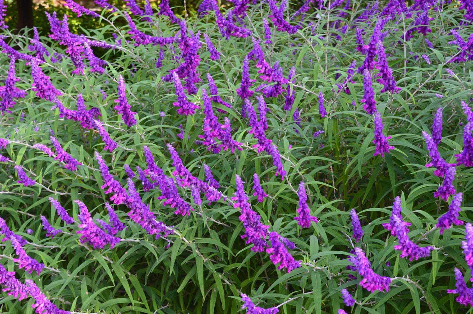 4 Drought Tolerant Plants That Repel Mosquitoes JAIN by Rivulis