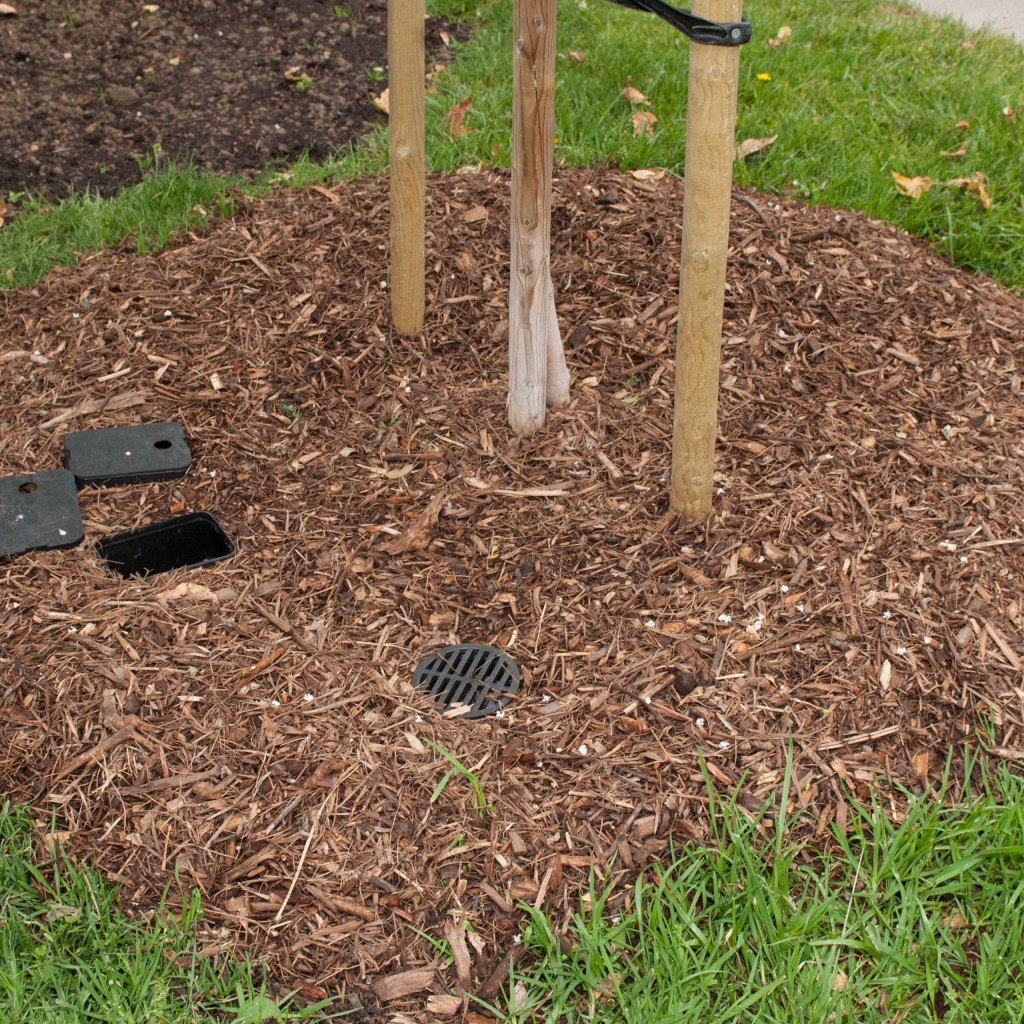 5 Tips For Watering Trees In Turf 1 Tree Ring 1 scaled large