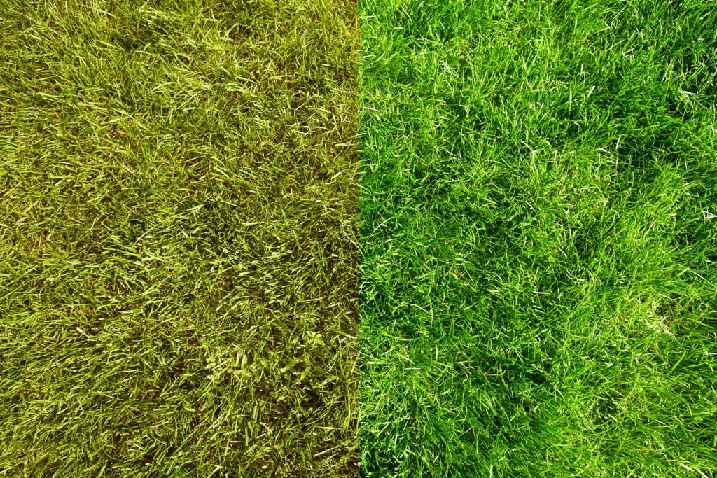 4 tips for painting your lawn green 1 large