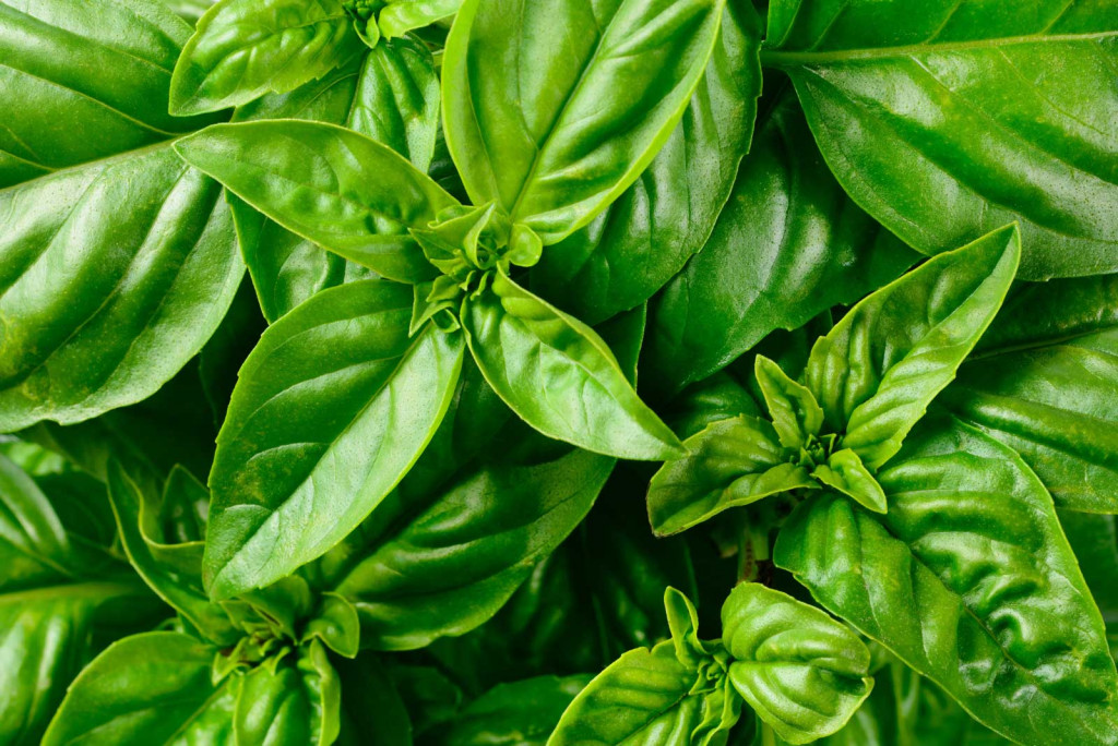 3 Secrets To Enjoying Basil All Winter large