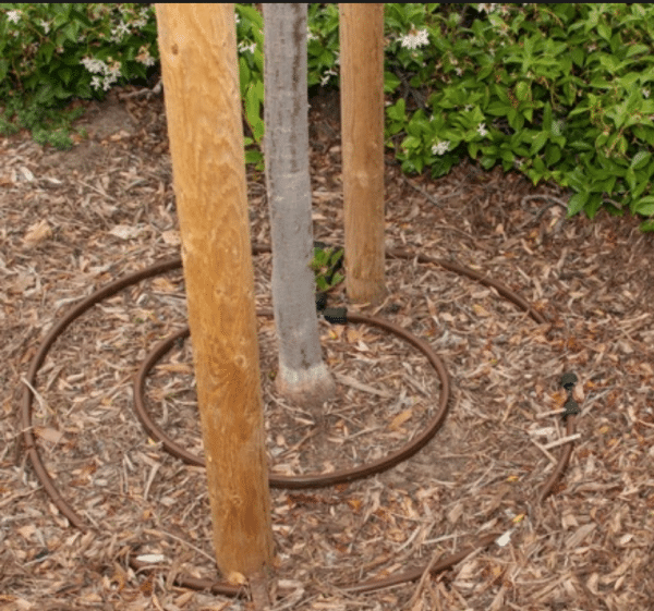 3 Reasons Why You Need To Water Trees In Winter JAIN by Rivulis