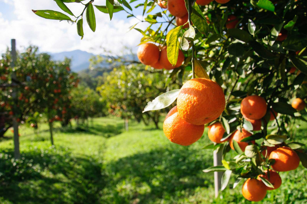 Backyard Orchards