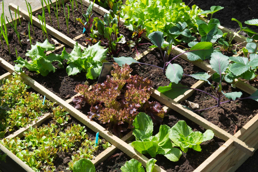 5 Vegetables To Grow During Winter 1 5 veg large