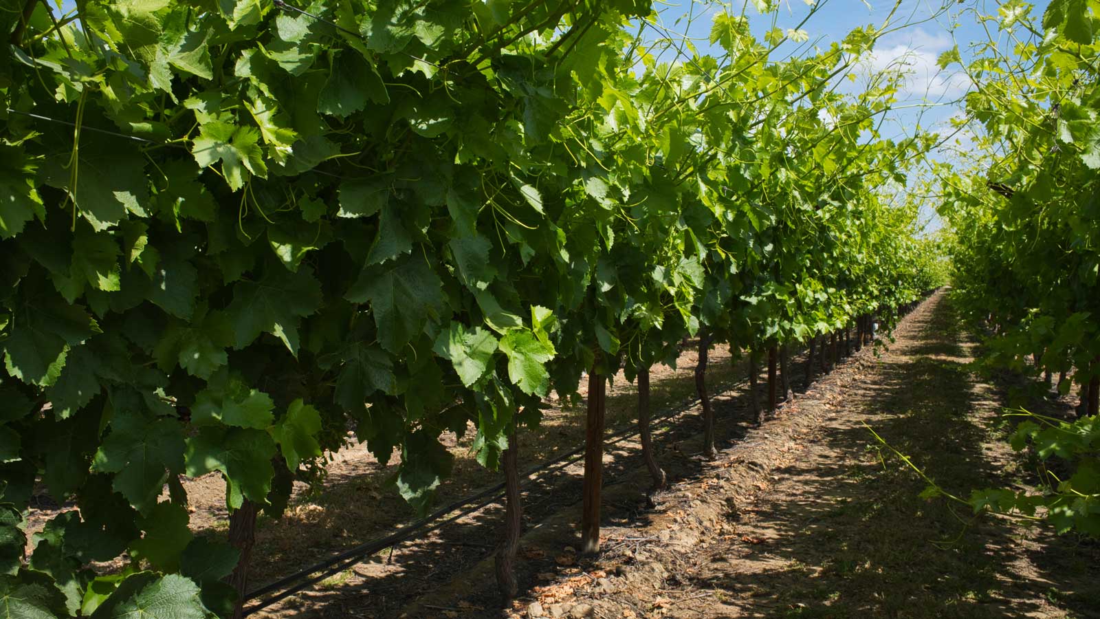 Table Grape Vineyard Irrigation Stock Photos