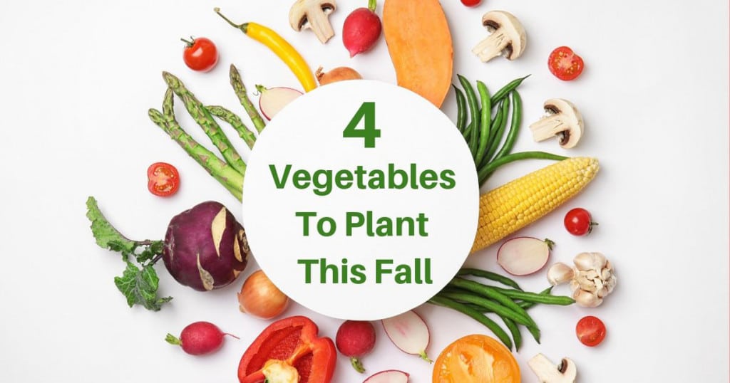 4 Vegetables To Plant This Fall 1 large