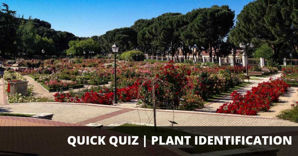 Quick Quiz: Plant Identification 1 quick quiz plant identification large
