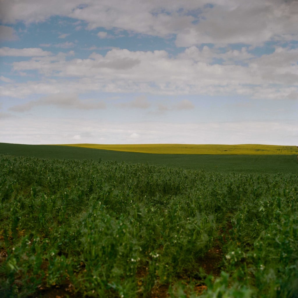 Canola Calgary Irrigation Stock Photos