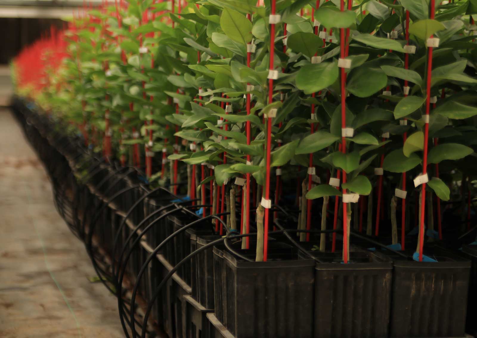 Citrus Nursery Irrigation Stock Photos