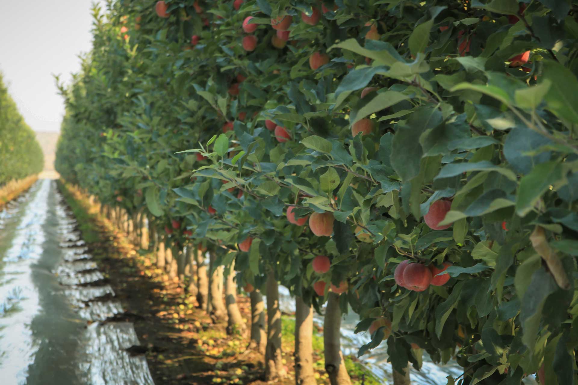 Apple Irrigation Stock Photos