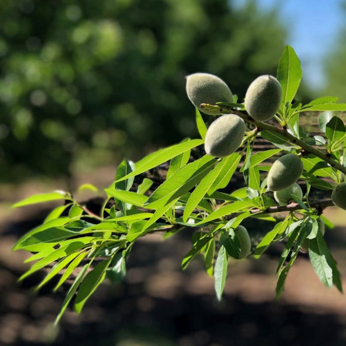 Almond Crop Irrigation Stock Photos