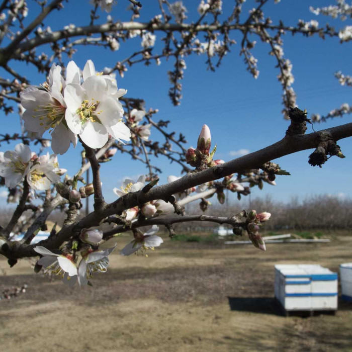 Almond Bees Irrigation Stock Photos