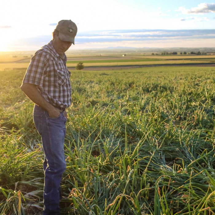 Onion Grower Irrigation Stock Photos