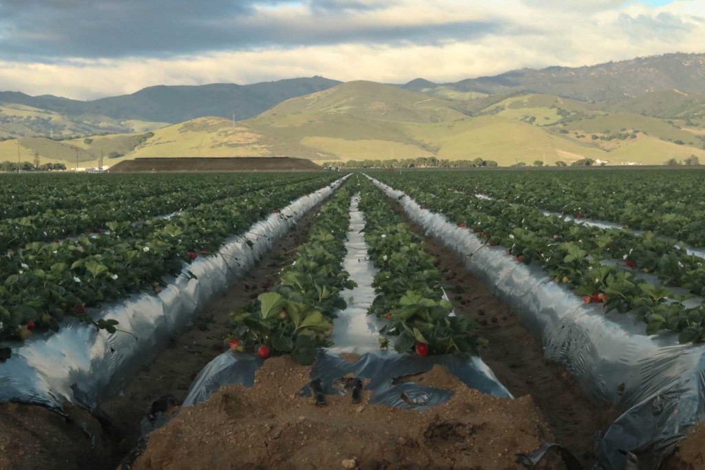 Drip Strawberries Irrigation Stock Photos