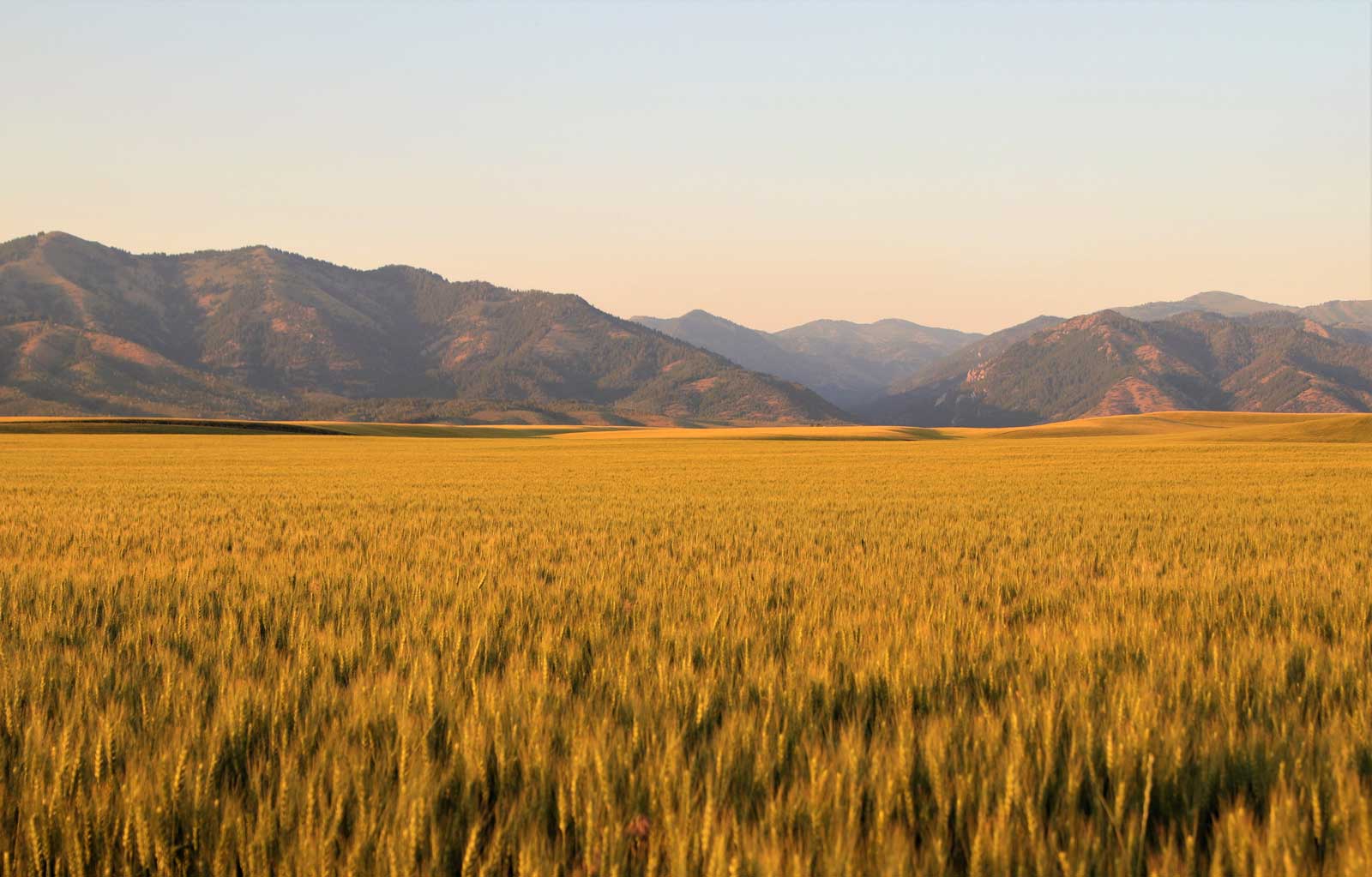 Idaho Wheat Field Irrigation Stock Photos