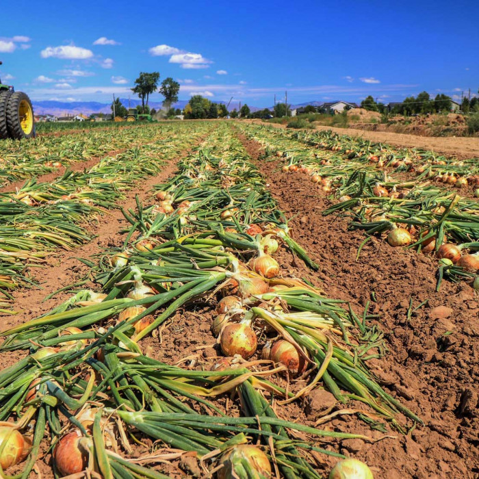 Idaho Onions Irrigation Stock Photos