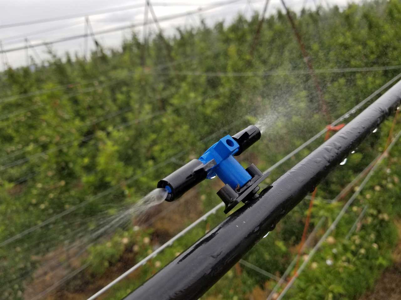 Fogger Irrigation Stock Photos