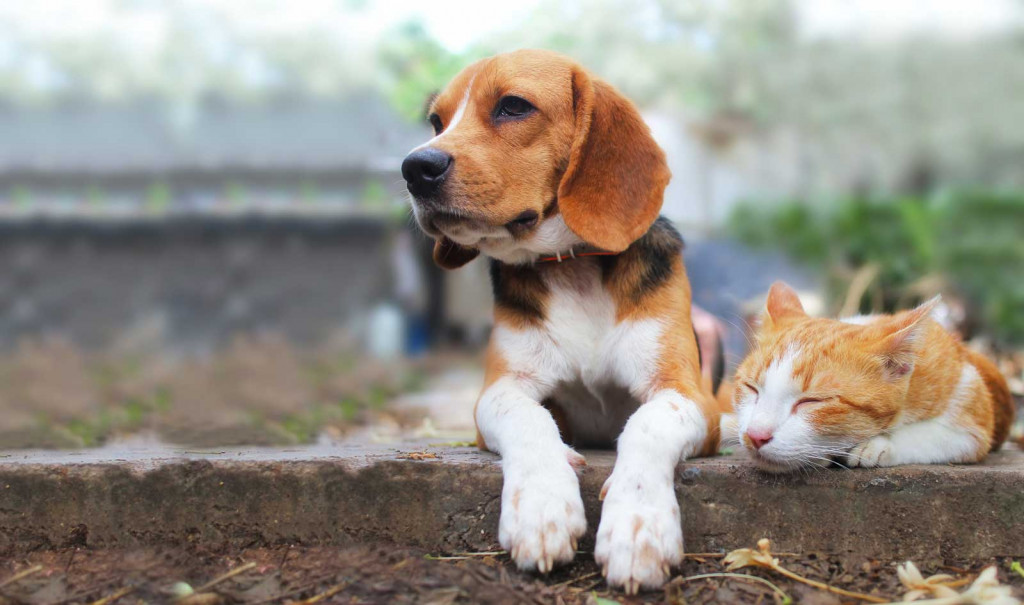 Quick Guide: Plants Toxic To Pets 1 quick guide cat dog large