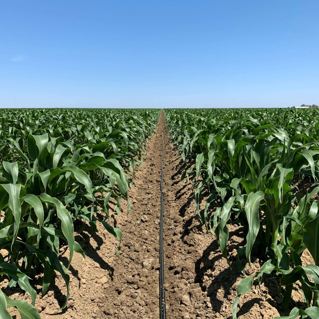 Sweet Corn Drip Tape Irrigation Stock Photos