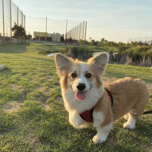 Plants Toxic To Your Pets: With Furgie The Fluffy Corgi