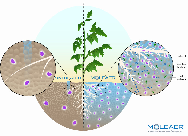 Plant in Soil 2